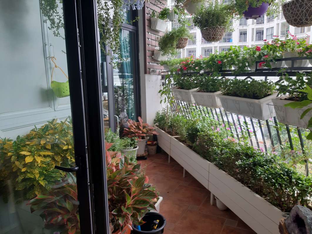 Tưới cây thông minh iLanCan​